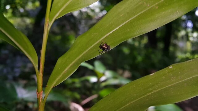 Aesthetic footage, Thiania bhamoensis (Phintella volupe) resting on a leaf. 4k footage focus on foreground. Perfect for documentaries in tropical rainforests. Elegant Golden Jumper, jumping spider