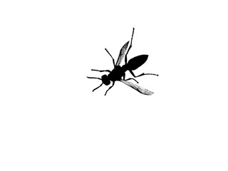 Black silhouette of wasp on a window glass on white background