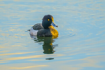 Tufted duck male swimming on blue water surface of lake,  closeup shot