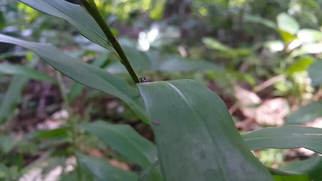 Aesthetic 4k footage, Thiania bhamoensis (Phintella volupe) on green leaves. Perfect for documentaries in tropical rainforests and World Wildlife Conservation Day on December 4th.