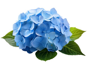 Blue hydrangea, flour, Generated image
