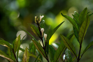 Justicia gendarussa Burm.f.branch flowers and leaves on natural background.