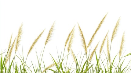 Light-colored grasses against a white background