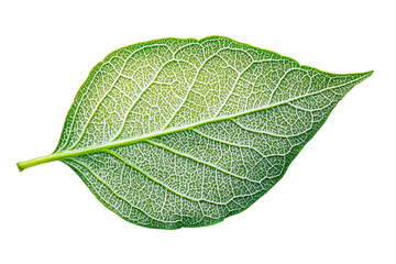 Obraz premium Close up of a green leaf with veins visible on isolated background