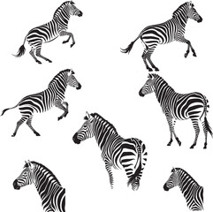 zebras in the wild