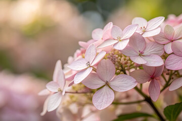 Fototapeta premium Close-up of Delicate Pastel Pink Hydrangea Blooms