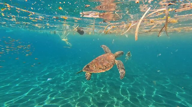 Sea turtle swimming under surface layer of plastic trash pollution in ocean