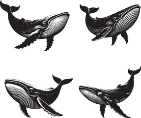 North Atlantic Right Whale Vector Illustration – Endangered Marine Mammal Artwork