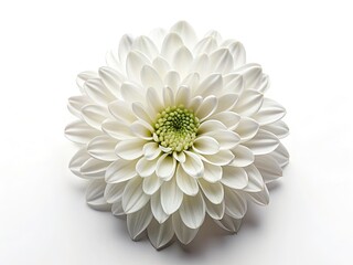 Stunning Drone Shot: Single White Flower Isolated, Aerial View, High-Resolution, Pure White Bloom, Botanical Photography, Nature Image, Floral