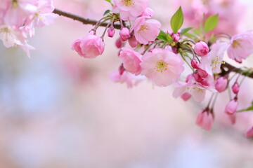 Obraz premium 淡いピンクの思川桜のクローズアップ