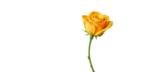 Fototapeta premium A single, perfectly formed golden rose bloom, isolated on white background, luxury, shiny