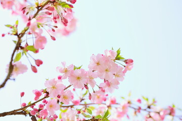 淡いピンクの思川桜　青空背景