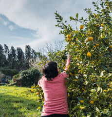 Woman harvesting lemons from her backyard tree in a self-sufficient rural garden