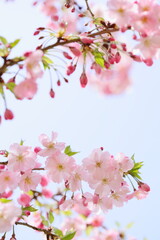 淡いピンクの思川桜　青空背景