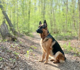 German Shepherd in the forest. Dog against the background of a spring green forest