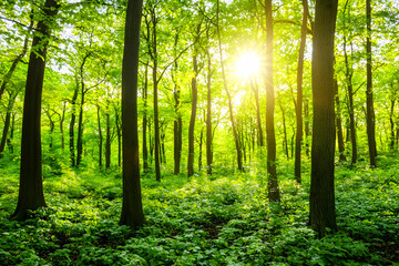 Obraz premium Sunlit Spring Forest: Lush Greenery and Sunlight