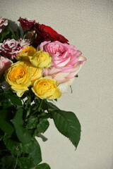 カラフルな薔薇