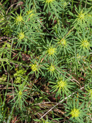 Cypress Spurge foliage and flowers in sunlight, mid-March in Occitanie