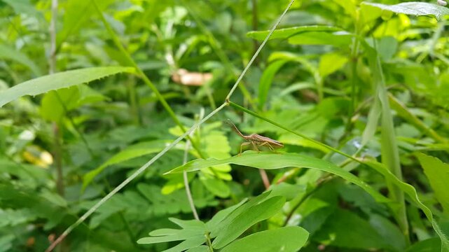 Aesthetic footage, Coreinae (Pentatomoidea) resting on leaves interspersed with sunlight. 4k footage focus on foreground. Perfect for documentaries in tropical rainforests.