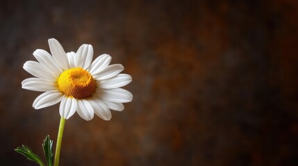 A stunning close-up of a singular daisy bathed in soft natural lighting, showcasing its delicate petals and vibrant center against a beautifully blurred background.