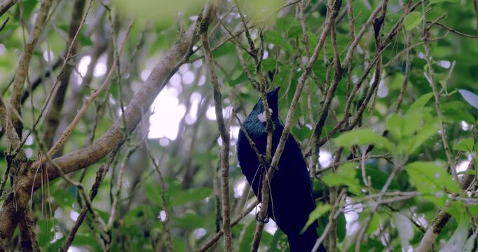 Tui Jumping Off a Branch in Tree in Slow Motion | Native New Zealand Parrot in Action