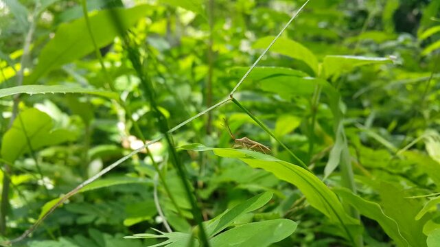 View of Stick Bug (Horned Coreid Bug) resting on a leaf interspersed with sunlight like a king. 4k footage focused on the foreground. Perfect for small animal documentaries in the mountains.