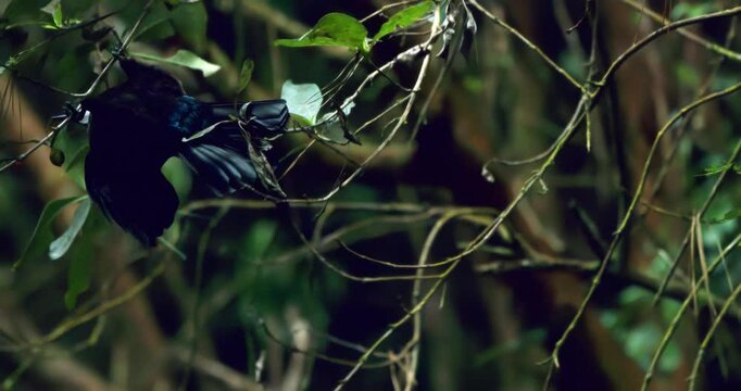 Tui Jumping Off a Branch in Tree in Slow Motion | Native New Zealand Parrot in Action