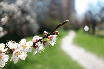 Photograph of delicate white  cherry blossoms captured in full bloom during spring.