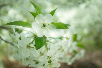 Photograph of delicate white  cherry blossoms captured in full bloom during spring.