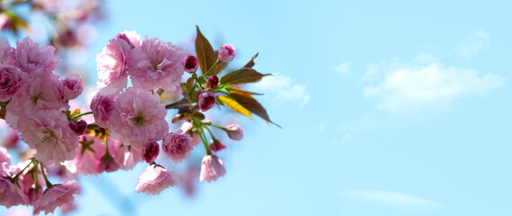 Panoramic Photograph of delicate white and pink cherry blossoms captured in full bloom during spring.