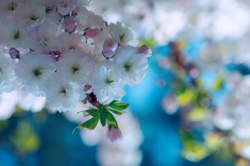 Photograph of delicate white and pink cherry blossoms captured in full bloom during spring.
