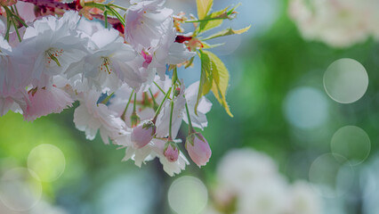 Photograph of delicate white and pink cherry blossoms captured in full bloom during spring.
