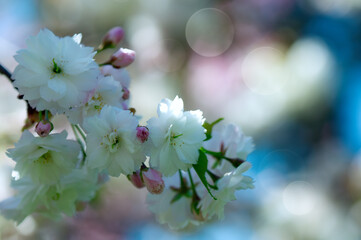 Photograph of delicate white and pink cherry blossoms captured in full bloom during spring.