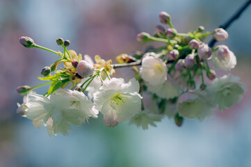 Photograph of delicate white and pink cherry blossoms captured in full bloom during spring.