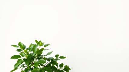 Obraz premium Lush Green Plant Leaves on White Background Perfect for Design Projects or Presentations