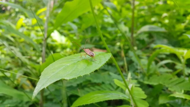Aesthetic 4k footage, Coreinae (Pentatomoidea) resting on a leaf blown by the breeze. Perfect for a documentary in a tropical rainforest and World Wildlife Conservation Day on December 4th.