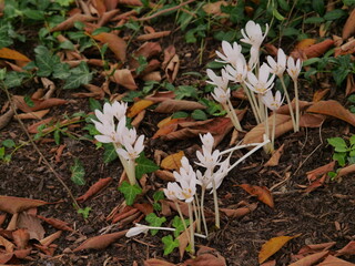 The Colchicum autumnale  blooms in the late summer to autumn,widespread in Europe,  White flourished  .Active ingredients of this  poisonous plant are occasionally used in medicine and plant breeding.