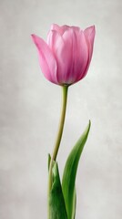 Elegant pink tulip bloom with fresh green stem and delicate petals