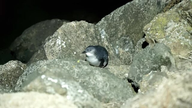 Little Blue Penguin Standing on Breakwater Boulders at Night | Nighttime Wildlife in New Zealand