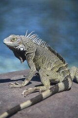 Large Grey Iguana Looking Over His Shoulder