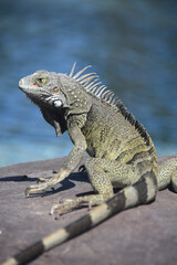 Iguana Sunning on a Rock Beside Water