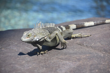 Grey Iguana on a Rock in the Summer