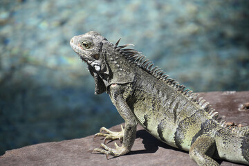 Common Iguana Lizard with Spikes Down His Back