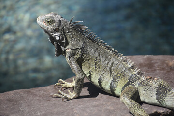 Side Profile of an Iguana on a Rock