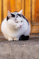 Vertical shot of a fluffy black and white cat sitting on a concrete platform near the front wooden door of a private house. Pets, a walk in nature, free admission