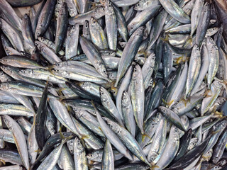 Obraz premium The flying fish, scientifically known as Decapterus spp, is a type of small pelagic fish that has important economic value in Indonesia. Ikan layang