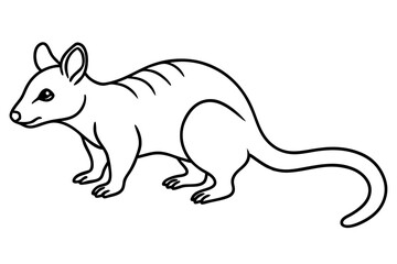 Quoll Ink Sketch