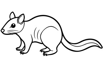 Quoll Ink Sketch