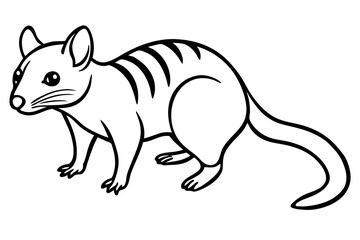 Quoll Ink Sketch
