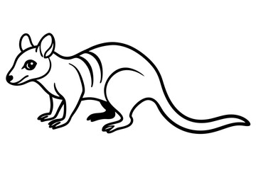 Quoll Ink Sketch